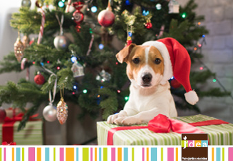 Idées cadeaux pour vos animaux de compagnie.