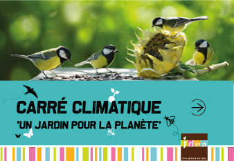 Observer et accueillir les oiseaux en hiver 