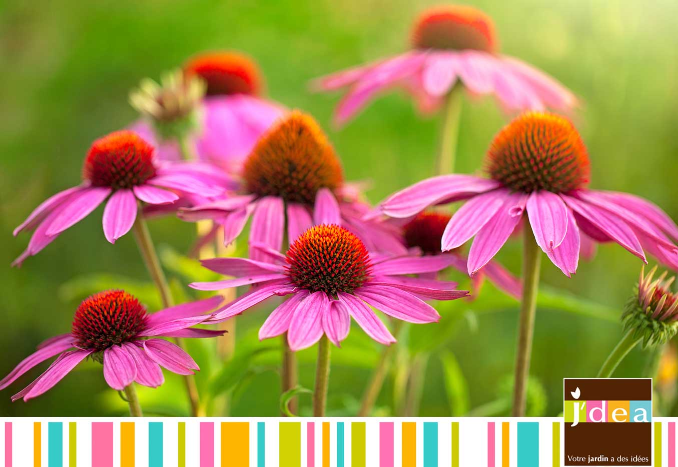 01 echinacea