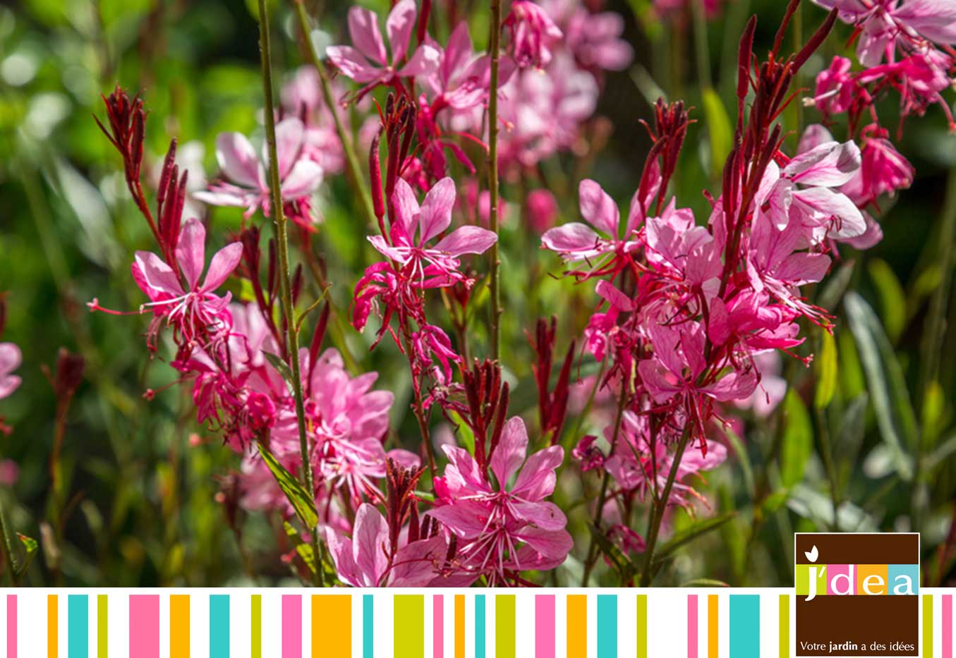 04 gaura