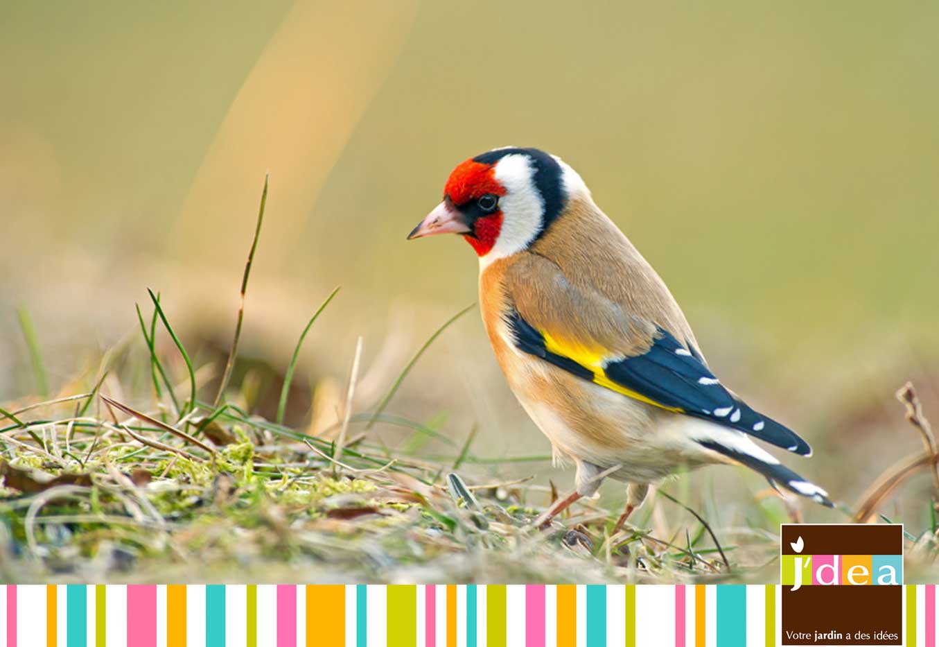 Décorez pour les Oiseaux