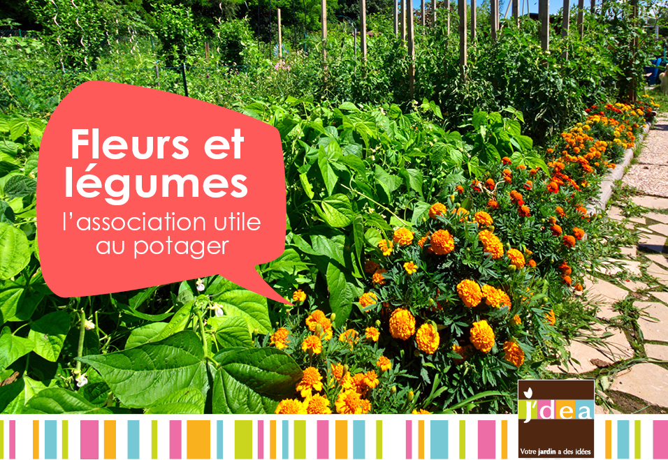 L'association utile au potager : Mélanger fleurs et légumes | Jardin |  Actualités