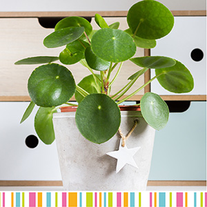 PILEA