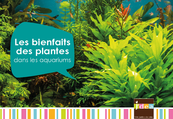 Les bienfaits des plantes dans les aquariums