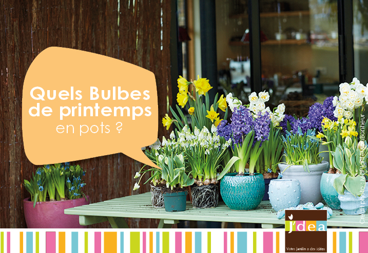 Quels bulbes de printemps choisir pour des pots ?