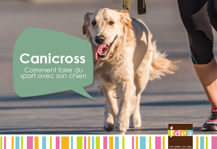Canicross : comment faire du sport avec son chien ?