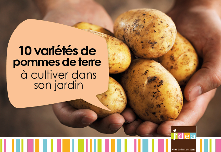 10 variétés de pommes de terre à cultiver dans son jardin