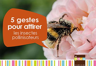 5 gestes pour attirer les insectes pollinisateurs au jardin 