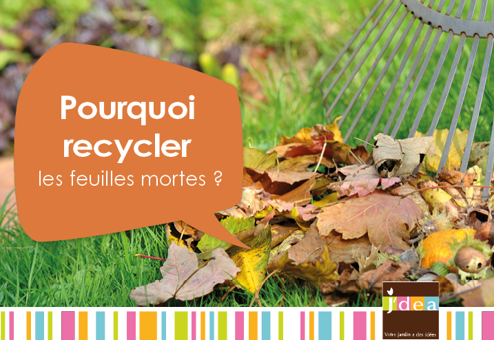 Quoi faire avec les feuilles mortes? Trois options environnementales