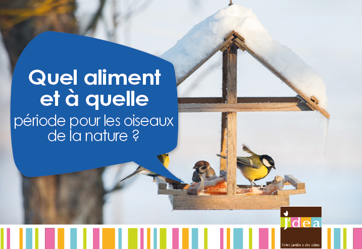 Quelles graines donner aux oiseaux pour les attirer au jardin ?