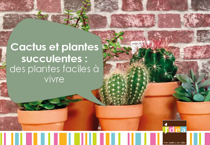 Cactus et succulentes : des plantes idéales pour les débutants