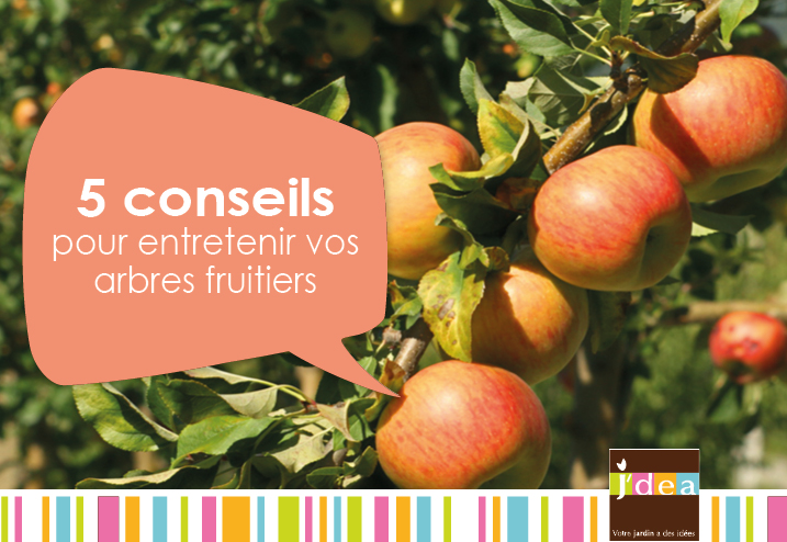 5 Conseils pour entretenir vos arbres fruitiers