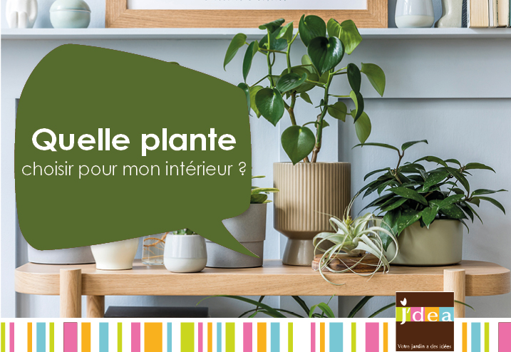 Les plantes d'intérieur ne purifient pas vraiment l'air