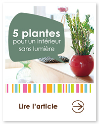 2023 09 VIGNETTES ARTICLES  JARDIN