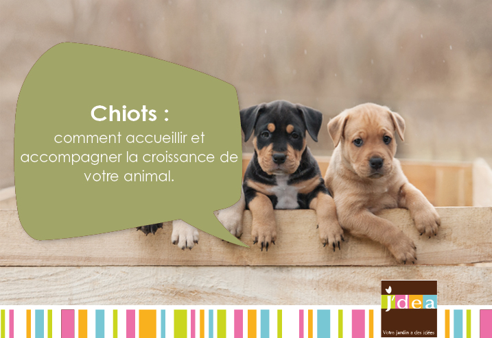 Chiot : Comment accueillir et accompagner la croissance de votre animal