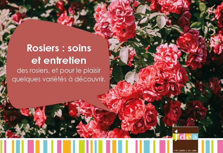 Rosiers : soins et entretien des rosiers, et pour le plaisir quelques variétés à découvrir