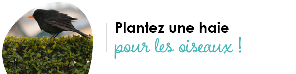 VISUELS RONGEURS3