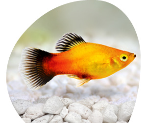 2025 11 VISUELS ARTICLE 2 1