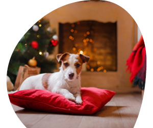 2025 12 VISUELS ARTICLE 2 5