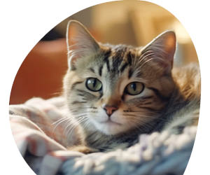 2025 12 VISUELS ARTICLE 2 2