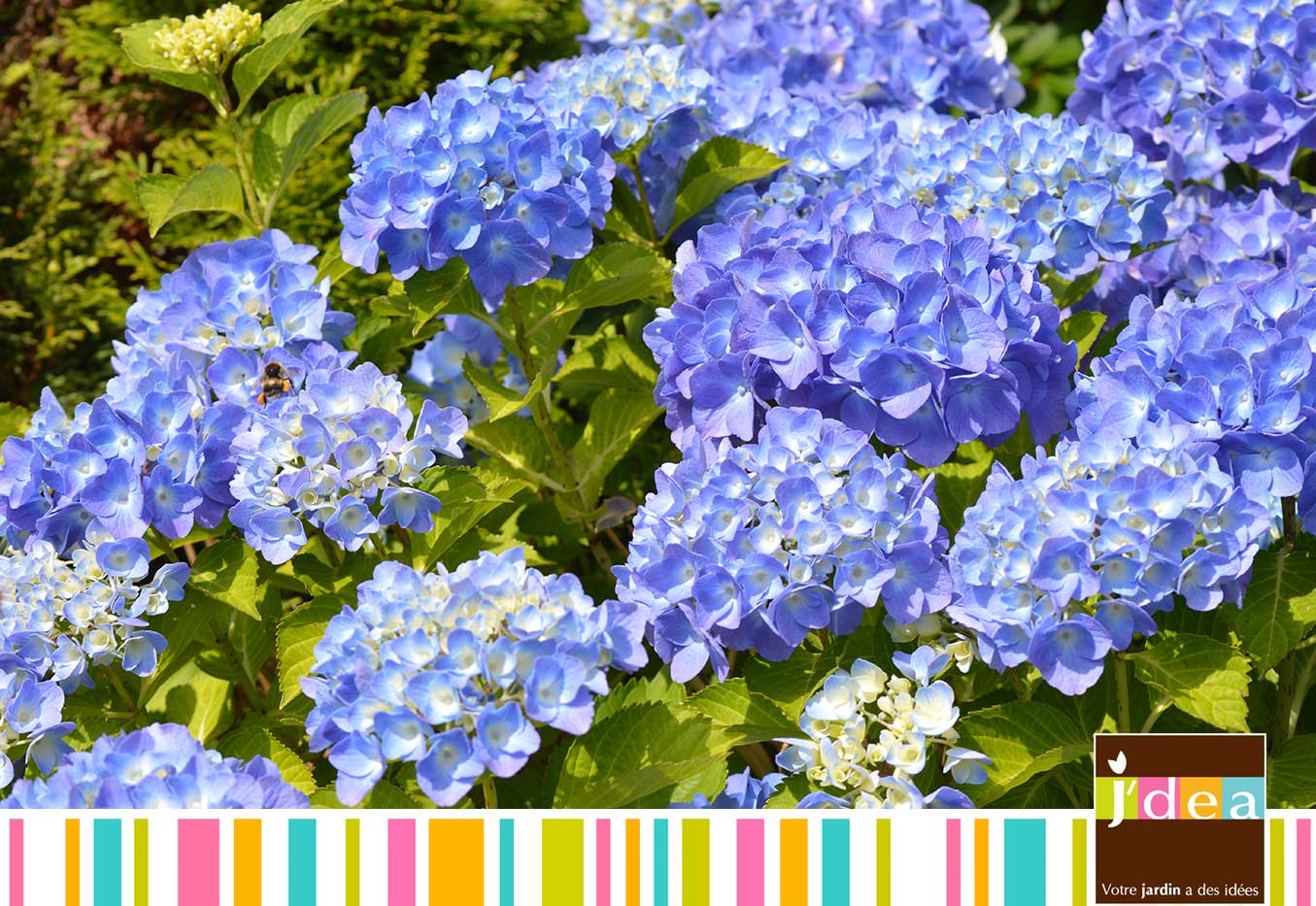 jdea hortensia bleu