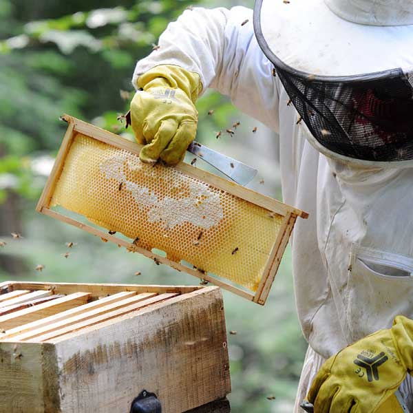 click & collect matériel apiculture - Jardins Comtois