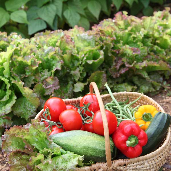 click&collect graines potagères - Jardinerie Plaisirs Verts