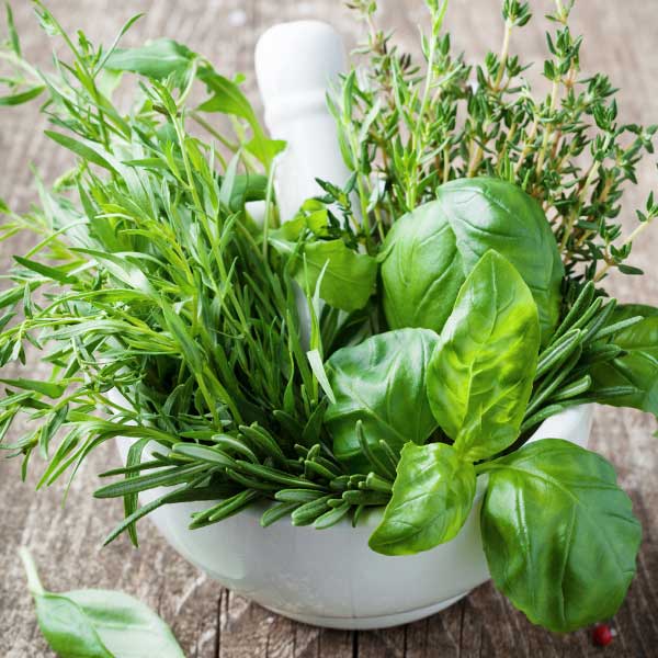 click&collect graines aromatiques - Jardinerie Plaisirs Verts