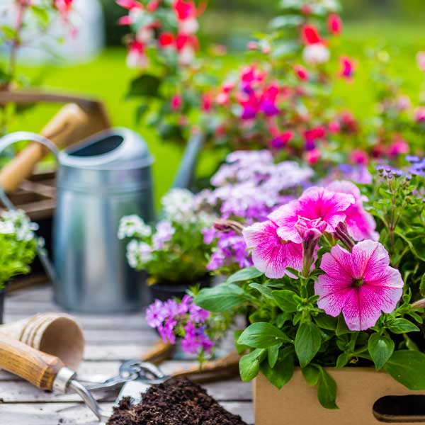 jardinerie fleurs click & collect - Jardins Comtois