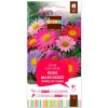 grainesfleurs/3052350756639-REINE-MARGUERITE-SIMPLE-DE-CHINE-S2-JDEA